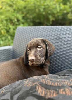 štěňata labrador a – připravena k odběru - 7