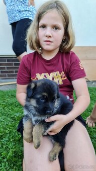 Německý ovčák - štěňata s PP - 7