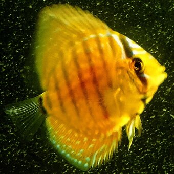 Discus,Diskus,Terčovec - 7