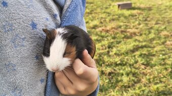 Morče, morčata, morčátka - 7