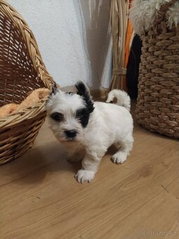 Jorkšírský biewer teriér bez PP, - 7