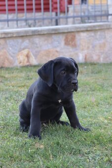 Prodám štěňátka Cane Corso s PP - 7