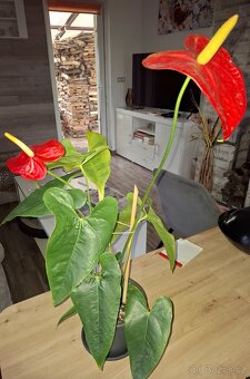 Pokojové květiny - 7