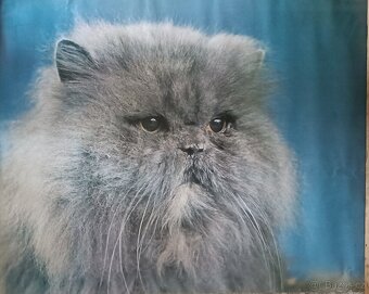 Retro plakáty různé - 7