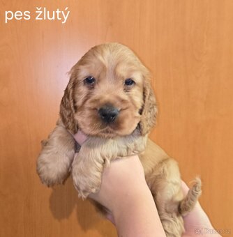 Anglický kokršpaněl s PP - 7