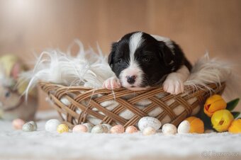 Border kolie s PP - 7