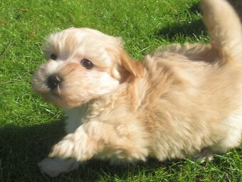 Maltipoo štěňátka - 7