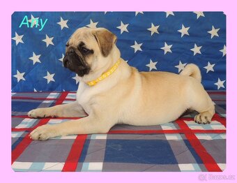 MOPS s PP. - 7