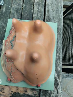 Anatomický model kravského vemene - 7