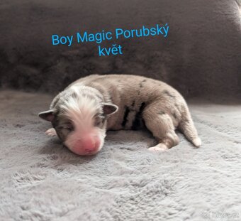 Miniaturní americký ovčák - 7