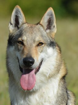 Československý vlčák - 7