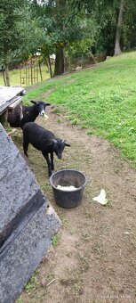 Kamerunský beránek - 7