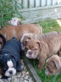 Anglicky buldog-steniatka - 7