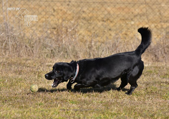 Darujeme opuštěného křížence Dastyho - 7