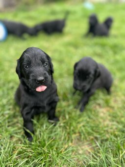 Flat coated retriever - 7
