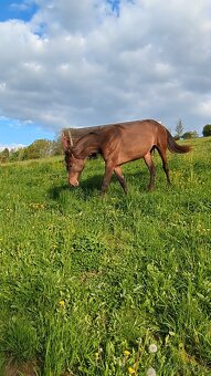 Hřebec po Catero - 7