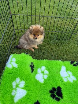 Pomeranian s PP - 7