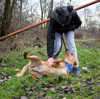 CHULIO K ADOPCI - 1 ROK, UMAZLENÝ, HODNÝ, VHODNÝ K DĚTEM - 7