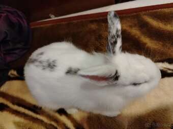 Zakrslý kralík,  králíček - 7