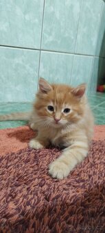 Sibiřská koťata - 7