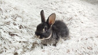 Zakrslý králík, králíček-(REX)-DAISY - 7