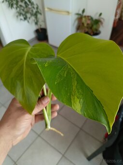 Monstera aurea - 7