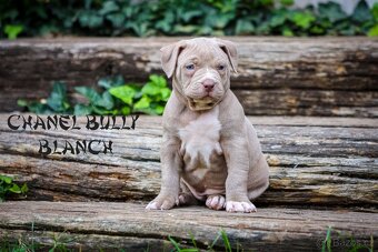 American bully XL/XXL - 7