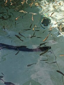 Nasada pstruha duhového, jesetera a úhoře - 7