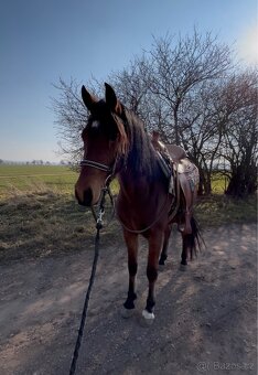 Český sportovní pony - 7