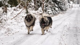Německý špic vlčí / Keeshond s PP - 7