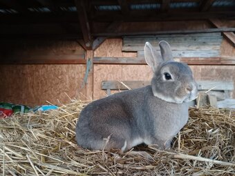 Zakrslý rex samička DARUJI - 7