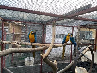 Ara ararauna - 7