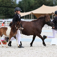 Připouštění Shetland pony - 7