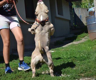American bully - 7