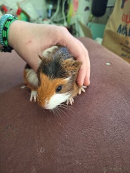 Mláďata morčat samci - 7