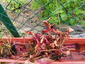 Masožravé rostliny Saracenie - 7