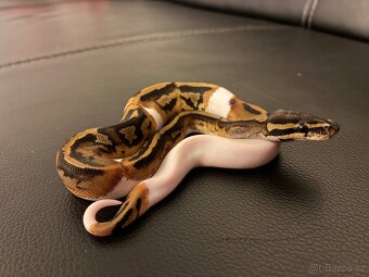 Krajta královská - Piebald - 7