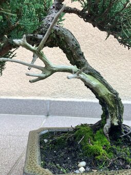 Bonsai, bonsaj, jalovec, juniperus sabina - 7