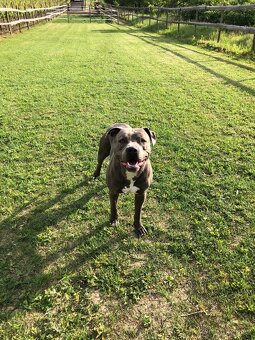 Krytí Americký stafordširský teriér - 7