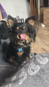 pražský krysařík-nabízím krytí - 7