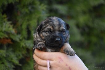 Německý ovčák s PP štěňata - 7