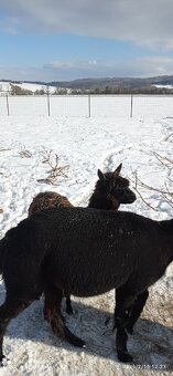 Lama alpaka - 7
