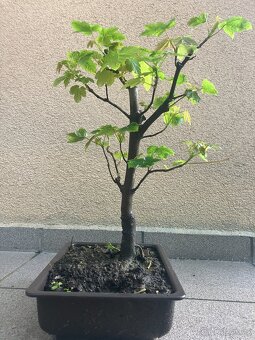 Bonsai, Bonsaj, jamadori, javor mléč - 7