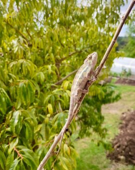 Chameleon pardálí nosy be, terárium - 7