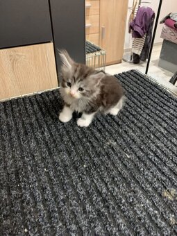 Koťátka Mainské Mývalí - 7