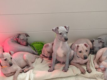 Americký bezsrstý teriér - 7