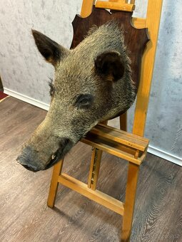 Lovecká trofej - Divoké prase (141047) - 7