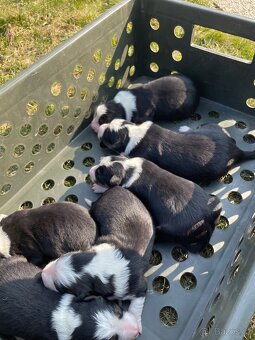 Štěňátko-Border colie Trikolor - 7