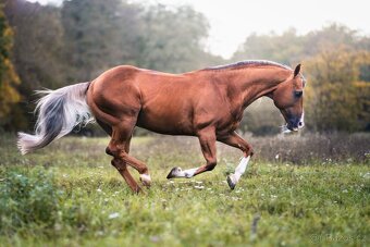 Pripúšťanie QH Palomino -reining - 7