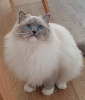 Ragdoll koťátko, holčička blue mitted s PP - 7